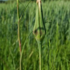 Photographie n°2376526 du taxon Tragopogon pratensis L. [1753]