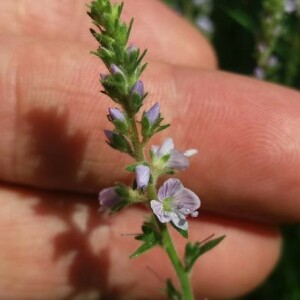 Photographie n°2376528 du taxon Veronica officinalis L. [1753]