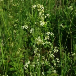 Photographie n°2376529 du taxon Galium mollugo L. [1753]