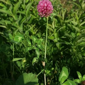 Photographie n°2376541 du taxon Trifolium pratense L. [1753]