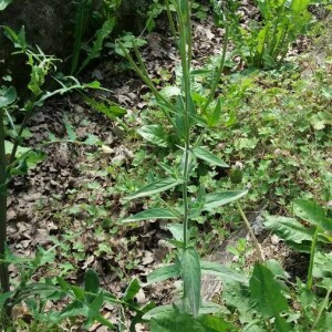 Photographie n°2376574 du taxon Epilobium ciliatum Raf. [1808]