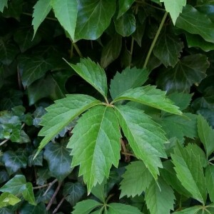 Photographie n°2376579 du taxon Parthenocissus quinquefolia (L.) Planch. [1887]