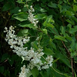 Photographie n°2376581 du taxon Fallopia aubertii (L.Henry) Holub [1971]