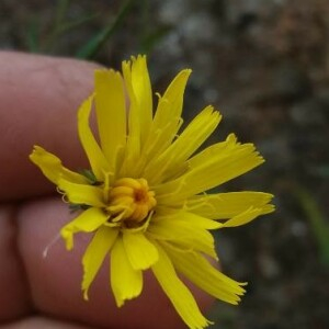 Photographie n°2376600 du taxon Hieracium umbellatum L. [1753]