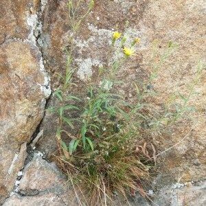 Photographie n°2376602 du taxon Hieracium umbellatum L. [1753]