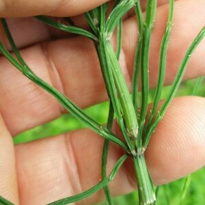 Photographie n°2376608 du taxon Equisetum arvense L. [1753]