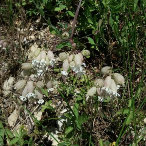 Photographie n°2376617 du taxon Silene vulgaris (Moench) Garcke [1869]