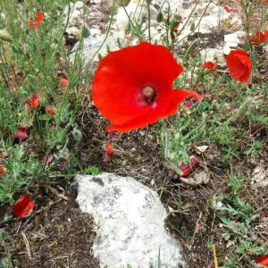 Photographie n°2376625 du taxon Papaver rhoeas L. [1753]