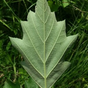 Photographie n°2376640 du taxon Sorbus torminalis (L.) Crantz [1763]