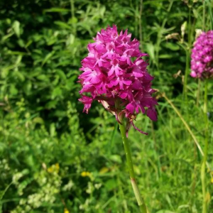 Photographie n°2376649 du taxon Anacamptis pyramidalis (L.) Rich. [1817]