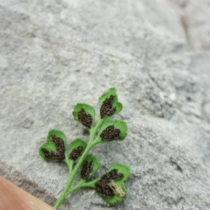 Asplenium ruta-muraria L. (Rue des murailles)