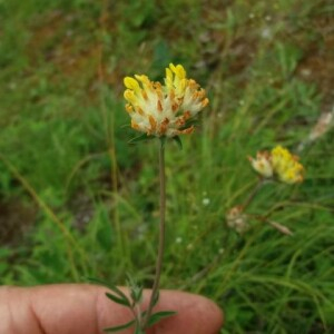 Photographie n°2376663 du taxon Anthyllis vulneraria L. [1753]