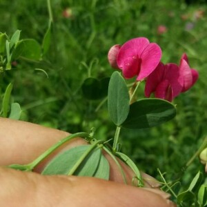 Photographie n°2376677 du taxon Lathyrus tuberosus L. [1753]