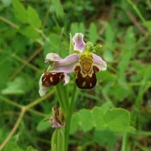 Photographie n°2376702 du taxon Ophrys apifera Huds. [1762]