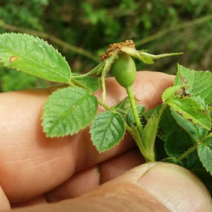 Photographie n°2376708 du taxon Rosa rubiginosa L. [1771]