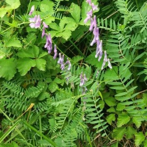 Photographie n°2376734 du taxon Vicia tenuifolia Roth [1788]