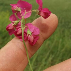 Photographie n°2376738 du taxon Lathyrus tuberosus L. [1753]