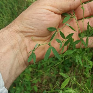 Photographie n°2376739 du taxon Lathyrus tuberosus L. [1753]