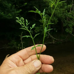 Photographie n°2376778 du taxon Rorippa sylvestris (L.) Besser [1821]