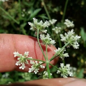 Photographie n°2376789 du taxon Torilis arvensis (Huds.) Link [1821]