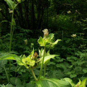 Photographie n°2376817 du taxon Cirsium oleraceum (L.) Scop. [1769]