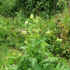 Photographie n°2376818 du taxon Cirsium oleraceum (L.) Scop. [1769]