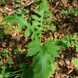 Photographie n°2376823 du taxon Cirsium oleraceum (L.) Scop. [1769]