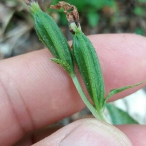 Photographie n°2376862 du taxon Epipactis atrorubens (Hoffm.) Besser [1809]