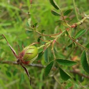 Photographie n°2376867 du taxon Rosa agrestis Savi [1798]