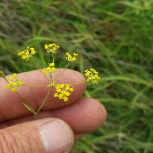 Photographie n°2376868 du taxon Bupleurum falcatum L. [1753]