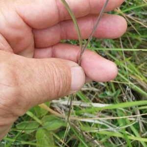 Photographie n°2376869 du taxon Bupleurum falcatum L. [1753]