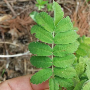 Photographie n°2376870 du taxon Sorbus aucuparia L. [1753]