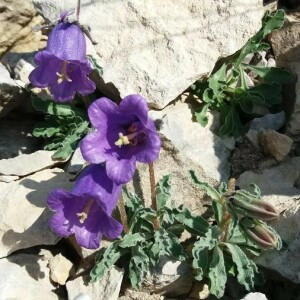 Photographie n°2376878 du taxon Campanula alpestris All. [1773]