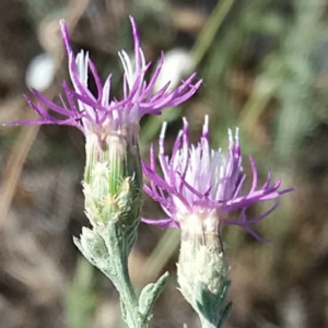 Photographie n°2376899 du taxon Centaurea paniculata L. [1753]