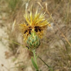 Photographie n°2376900 du taxon Centaurea collina L. [1753]