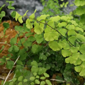 Photographie n°2376907 du taxon Adiantum capillus-veneris L. [1753]