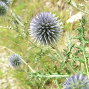 Photographie n°2376913 du taxon Echinops ritro L. [1753]