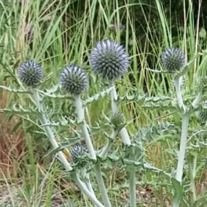 Photographie n°2376925 du taxon Echinops ritro L. [1753]