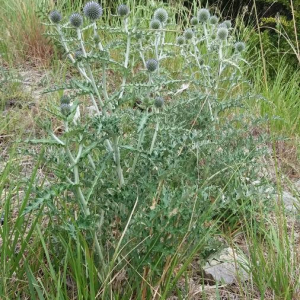 Photographie n°2376926 du taxon Echinops ritro L. [1753]