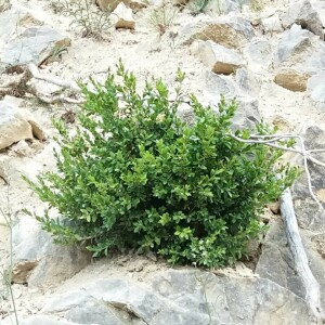 Photographie n°2376932 du taxon Buxus sempervirens L. [1753]