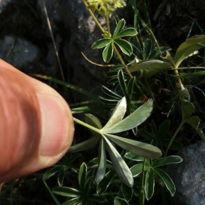 Photographie n°2376940 du taxon Alchemilla alpina L. [1753]