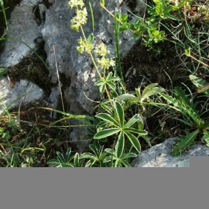 Photographie n°2376941 du taxon Alchemilla alpina L. [1753]