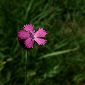 Photographie n°2376945 du taxon Dianthus carthusianorum L. [1753]