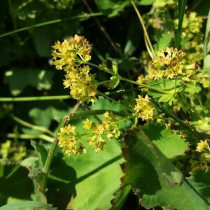 Photographie n°2376949 du taxon Alchemilla glabra Neygenf. [1821]