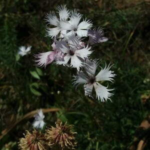 Photographie n°2376950 du taxon Dianthus hyssopifolius L. [1755]