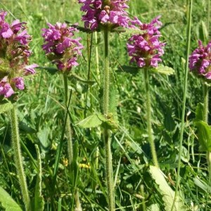 Photographie n°2376951 du taxon Betonica officinalis L.