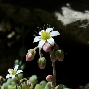 Photographie n°2376959 du taxon Sedum dasyphyllum L. [1753]