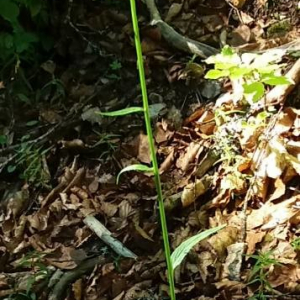 Photographie n°2376975 du taxon Phyteuma spicatum L. [1753]