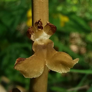Photographie n°2376989 du taxon Neottia nidus-avis (L.) Rich. [1817]