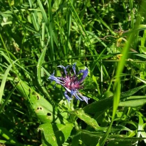 Photographie n°2377003 du taxon Cyanus montanus (L.) Hill [1768]